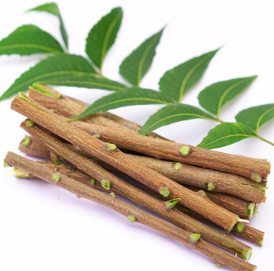 Jeevan Ghutti NEEM - Datun | Twig | Datwan | Chew Stick || 40 pcs Medium Toothbrush(Pack of 40)
