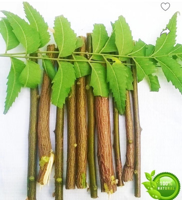 HD Fashion Neem Natural Datun Soft Toothbrush(Pack of 10)
