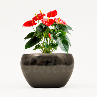 SISTERA Black Glossy Decorative Pot | 15cm x 9cm Modern Planter | Elegant Home & Office Iron Vase(3.5 inch, Black)