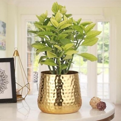 METALLICON Iron Vase(6 inch, Gold)