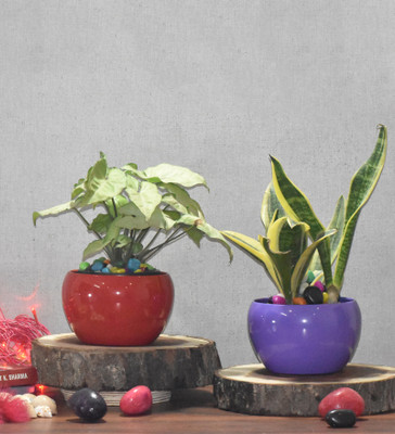 SONE KEY CHIDIYA Plant Container Set(Pack of 2, Metal)