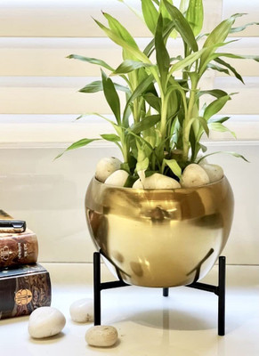 Urban Born Iron Vase(6.29 inch, Gold)