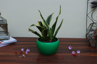 SONE KEY CHIDIYA Plant Container Set(Metal)