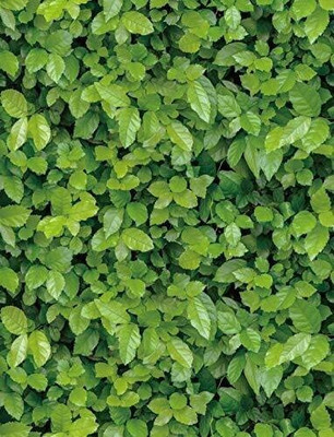 Walldaddyy Vinyl Nature Green Wallpaper(L x W: 304.8 cm x 45.72 cm)