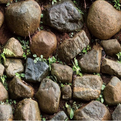 Jas Enterprise Vinyl Nature Multicolor Wallpaper(L x W: 500 cm x 45 cm)