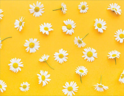 decorative india Vinyl Decorative Yellow Wallpaper(L x W: 127 cm x 40 cm)