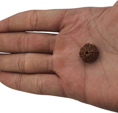 Plus Treasure 8 mukhi Rudraksha pendant| natural & Certified | for unisex Wooden Yantra(Pack of 1)