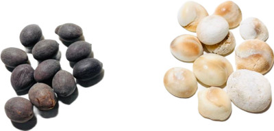 Anil store Kamalgatta Seed(11 per packet)