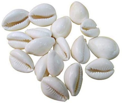 GuruPujan Pure White Cowry 21Pc / Koudi Shells- for Laxmi Pooja | Diwali Pooja Stoneware Yantra(Pack of 21)