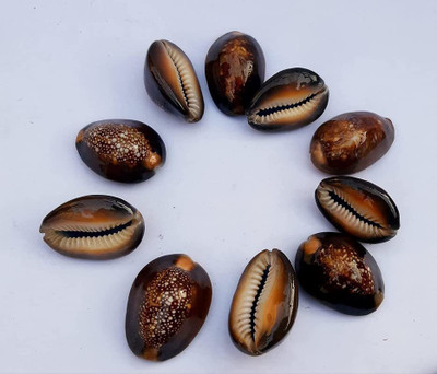 Firmus Kali Kaudi/kawri /kodi /Kali kwri/sea shell for laxmi and Diwali pooja (Pack-11) Earthenware Yantra