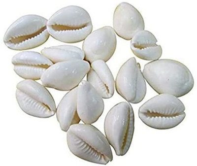 PujaSamadhaan Natural White Kaudi Shells- for Laxmi Puja | Diwali Puja | Decorative Showpiece  -  2 cm(Stone, White)