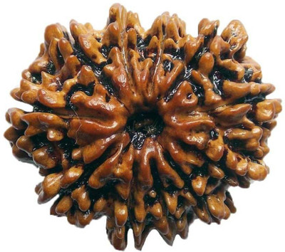 

SHIVOHAM 11 MUKHI RUDRAKSHA FROM NEPAL CERTIFIED Wooden Yantra