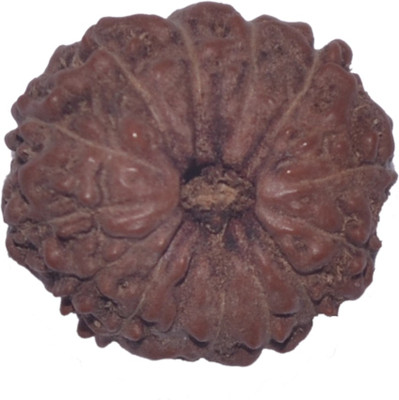 

Navkaar Creation 13 Mukhi Rudraksha Java 14.58mm Lab Certified Wooden Yantra