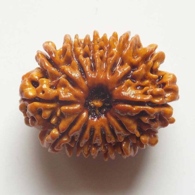 

SHIVOHAM 14 MUKHI CERTIFIED NEPALI RUDRAKSHA Wooden Yantra