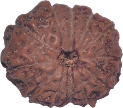

Navkaar Creation 12 Mukhi Rudraksha Java 17.44mm Lab Certified Wooden Yantra