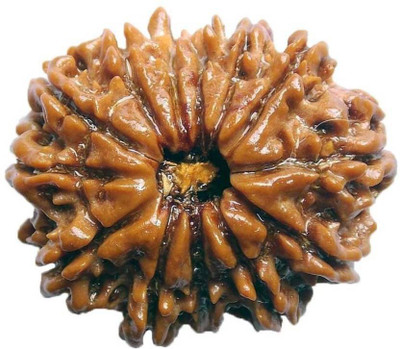 

SHIVOHAM 13 MUKHI RUDRAKSHA PREMIUM QUALITY LAB CERTIFIED Wooden Yantra