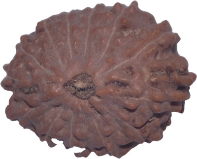 

Navkaar Creation 13 Mukhi Rudraksha Java 17.28mm Lab Certified Wooden Yantra
