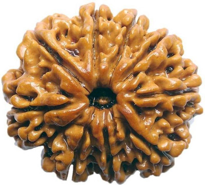 

SHIVOHAM 9 MUKHI RUDRAKSHA LAB CERTIFIED FROM NEPAL Wooden Yantra