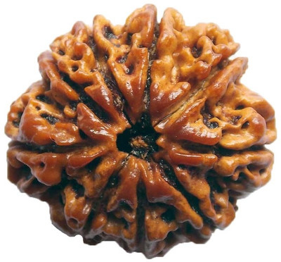 

ByCue Ceritfied 9 Mukhi Nepal Rudraksha 24.91mm Wooden Yantra(Pack of 1)