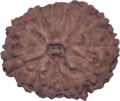 

Navkaar Creation 13 Mukhi Rudraksha Java 17.78mm Lab Certified Wooden Yantra