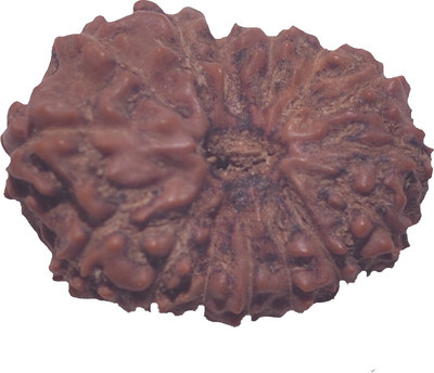 

Navkaar Creation 15 Mukhi Rudraksha Java Natural Fifteen Face Indonesian Bead 18.5 mm Lab Certified Wooden Yantra