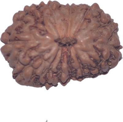 

Navkaar Creation 13 Mukhi Rudraksha Java 15.38mm Lab Certified Wooden Yantra