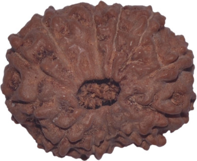 

Navkaar Creation 13 Mukhi Rudraksha Java 19.15mm Lab Certified Wooden Yantra
