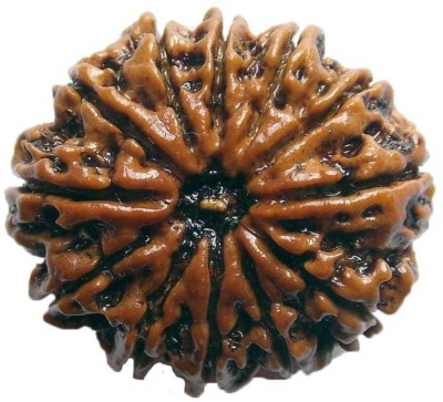 SHIVOHAM 12 MUKHI RUDRAKSHA FROM NEPAL LAB CERTIFIED Wooden Yantra