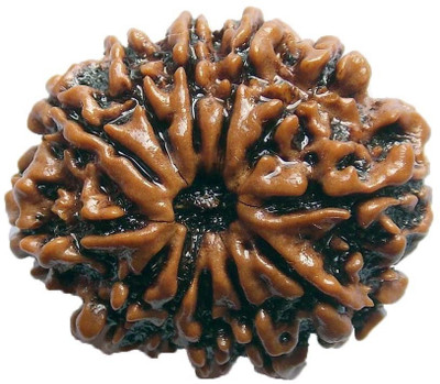 

ByCue Ceritfied 12 Mukhi Nepal Rudraksha 26.08mm Wooden Yantra(Pack of 1)
