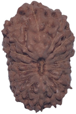 

Navkaar Creation 15 Mukhi Rudraksha Java 16.66mm Wooden Yantra
