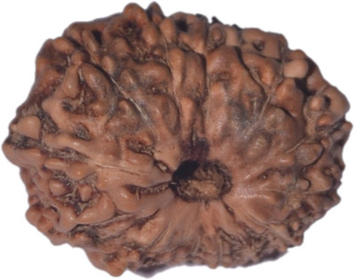 Navkaar Creation 14 Mukhi Rudraksha Java 18.73mm Wooden Yantra at flipkart