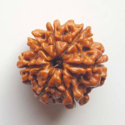 

SHIVOHAM 7 MUKHI NEPALI RUDRAKSHA LAB CERTIFIED Wooden Yantra