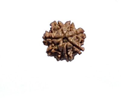 

ByCue Certified Natural 8 Mukhi Nepal Rudraksha 19mm Wooden Yantra(Pack of 1)