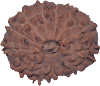 

Navkaar Creation 13 Mukhi Rudraksha Java 19.14mm Lab Certified Wooden Yantra