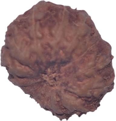 

Navkaar Creation 14 Mukhi Rudraksha Java 15.46mm Wooden Yantra