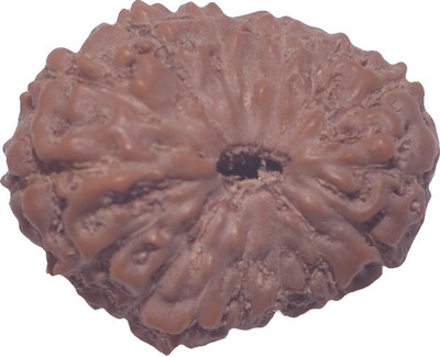 

Navkaar Creation 15 Mukhi Rudraksha Java Natural Fifteen Face Indonesian Bead 18.5 mm Lab Certified Wooden Yantra