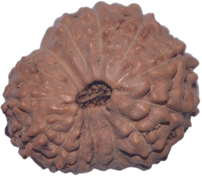 

Navkaar Creation 14 Mukhi Rudraksha Java 17.69mm Wooden Yantra