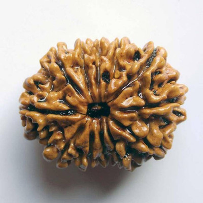 

SHIVOHAM 12 MUKHI LAB CERTIFIED NEPALI RUDRAKSHA Wooden Yantra