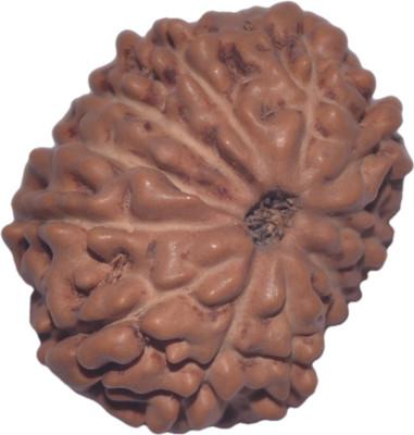 Navkaar Creation 12 Mukhi Rudraksha Java 19.43mm Lab Certified Wooden Yantra