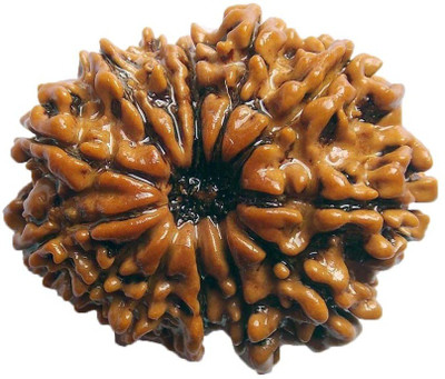 

ByCue Ceritfied 13 Mukhi Nepal Rudraksha 29.13mm Wooden Yantra(Pack of 1)