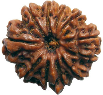 

SHIVOHAM 11 MUKHI PREMIUM QUALITY NEPALI RUDRAKSHA Wooden Yantra