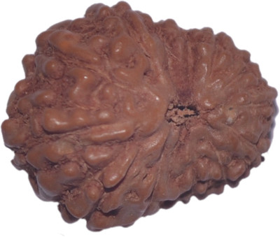 

Navkaar Creation 13 Mukhi Rudraksha Java 16.00mm Lab Certified Wooden Yantra