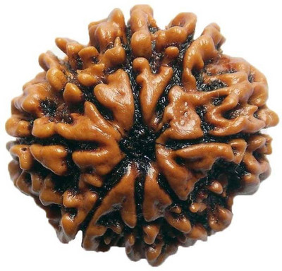 

SHIVOHAM 8 MUKHI NEPALI RUDRAKSHA LAB CERTIFIED Wooden Yantra