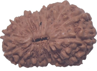 

Navkaar Creation 16 Mukhi Rudraksha Java Natural Sixteen Face Indonesian Bead 17.5mm Lab Certified Wooden Yantra