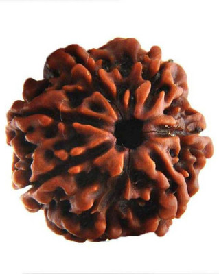 

SHIVOHAM 7 MUKHI RUDRAKSHA NEPALI LAB CERTIFIED Wooden Yantra