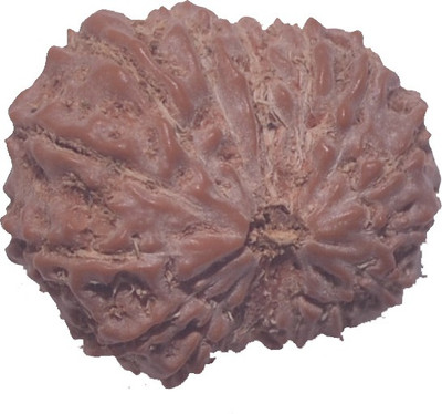 

Navkaar Creation 16 Mukhi Rudraksha Java Natural Sixteen Face Indonesian Bead 17.5mm Lab Certified Wooden Yantra