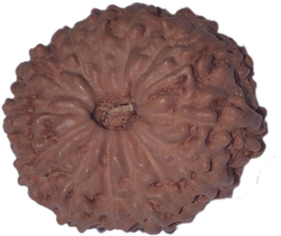 Navkaar Creation 14 Mukhi Rudraksha Java 18.11mm Wooden Yantra at flipkart