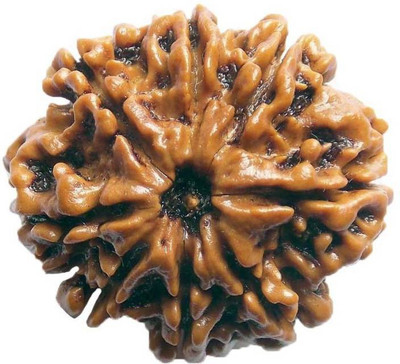 

SHIVOHAM 8 MUKHI RUDRAKSHA CERTIFIED FROM NEPAL Wooden Yantra