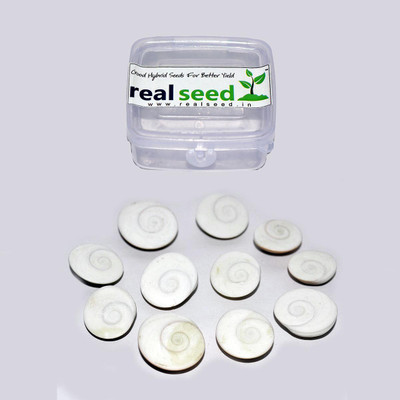 

Real Seed Original Gomati Chakra Energized Mantra Siddha Rare Quality Stoneware Yantra(Pack of 11)