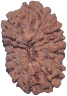 

Navkaar Creation 15 Mukhi Rudraksha Java 16.96mm Wooden Yantra